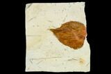 Fossil Hackberry Leaf (Celtis) - Montana #113266-1